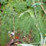 Asparagus officinalis Jersey Supreme